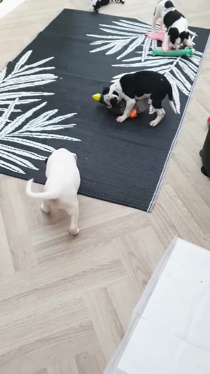 Mixed Breed dogs for sale: 5 Beautiful British cross American Staff pups - Video 1