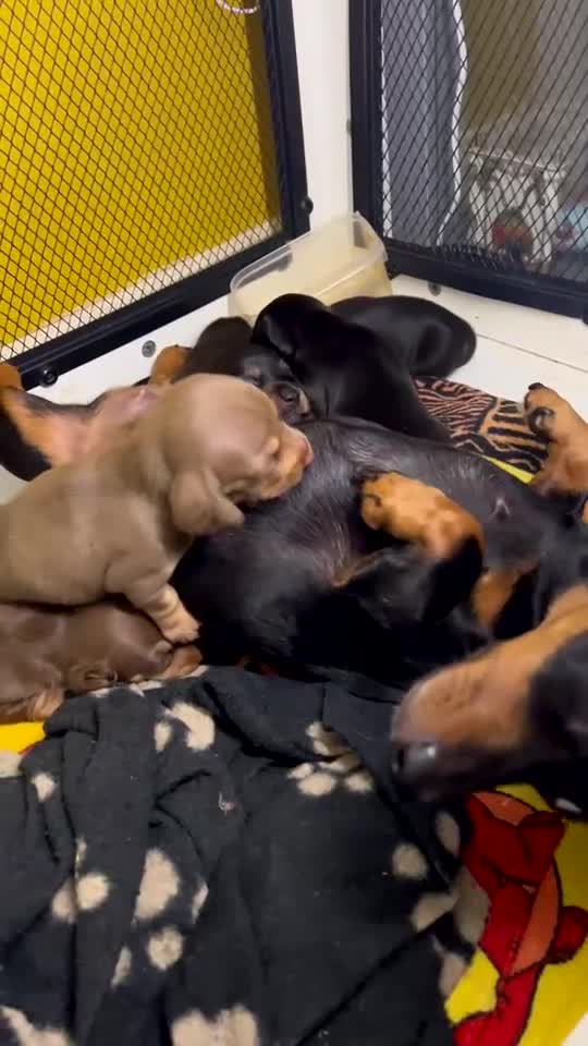 Dachshund dogs for sale: Mini Daxies home bred - Video 2