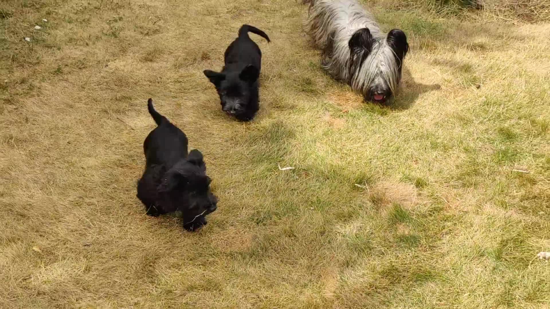 Skye Terrier dogs for sale: Skye terrier girl - Video 1