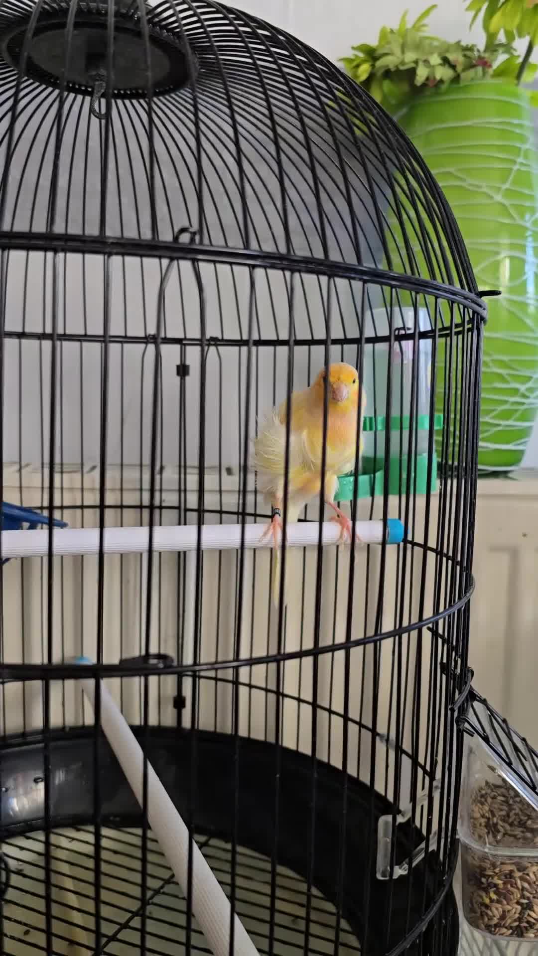 Canaries birds for sale: Lovely Cannary and budgie for sale - Video 1