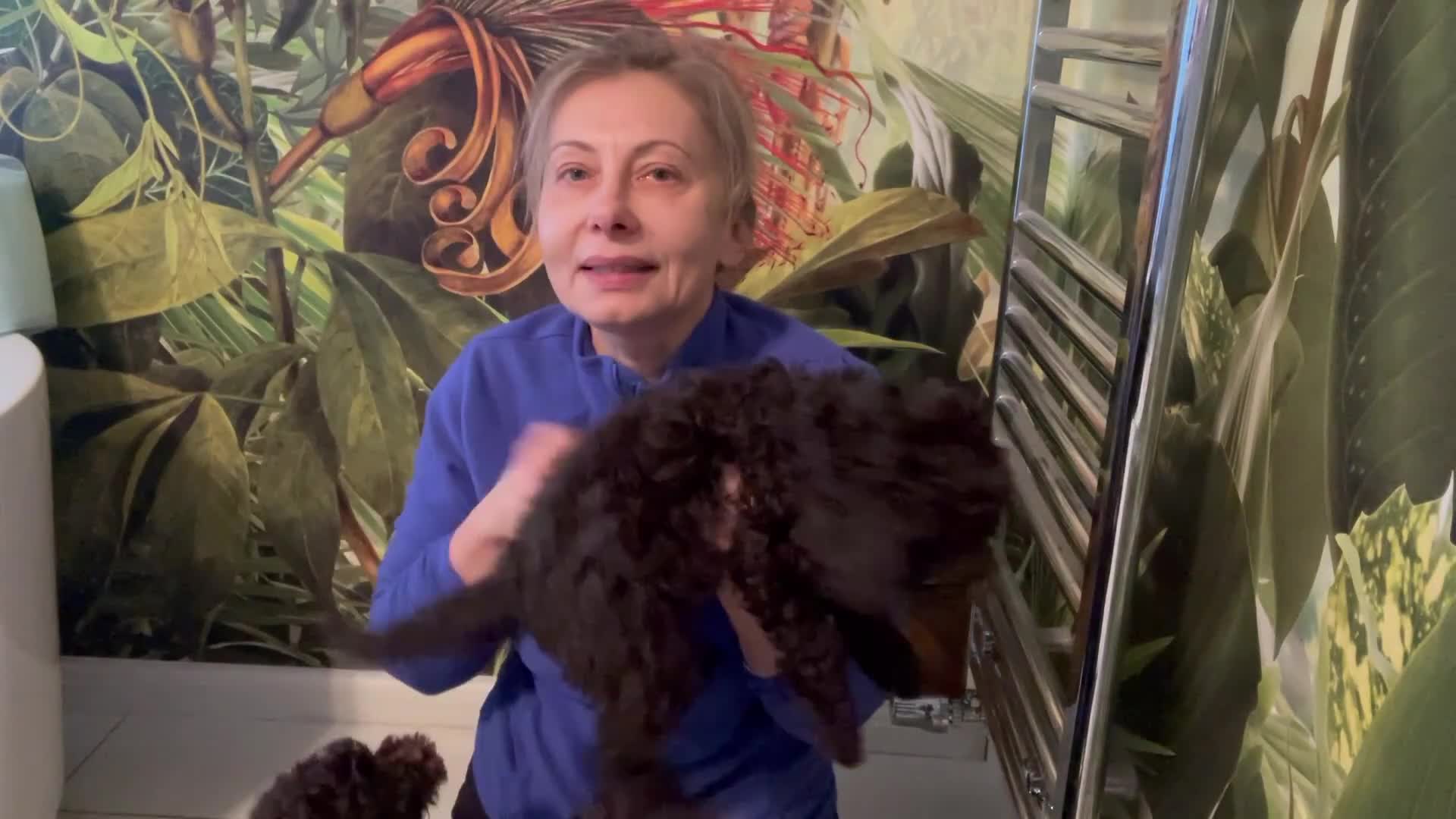 Miniature Poodle dogs for sale: Brown Poodle Puppies Ready Now. Chipped & Checked - Video 5