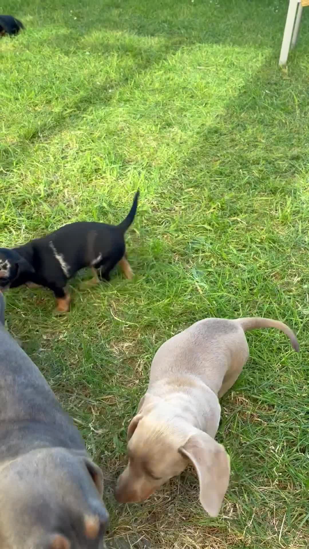 Miniature Dachshund dogs for sale: Magnificent dachshund puppies for sale  - Video 1