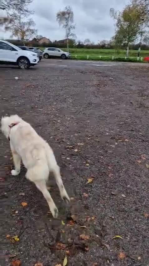 Golden Retriever dogs for sale: Meet Mickey, the Well-Mannered Golden Retriever - Video 1