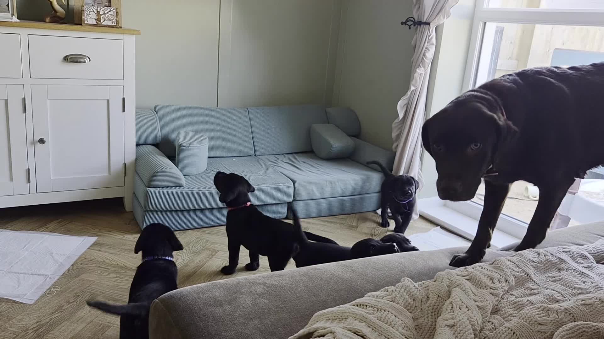 Labrador Retriever dogs for sale: Stunning KC Black Labradors in Redruth - Video 1