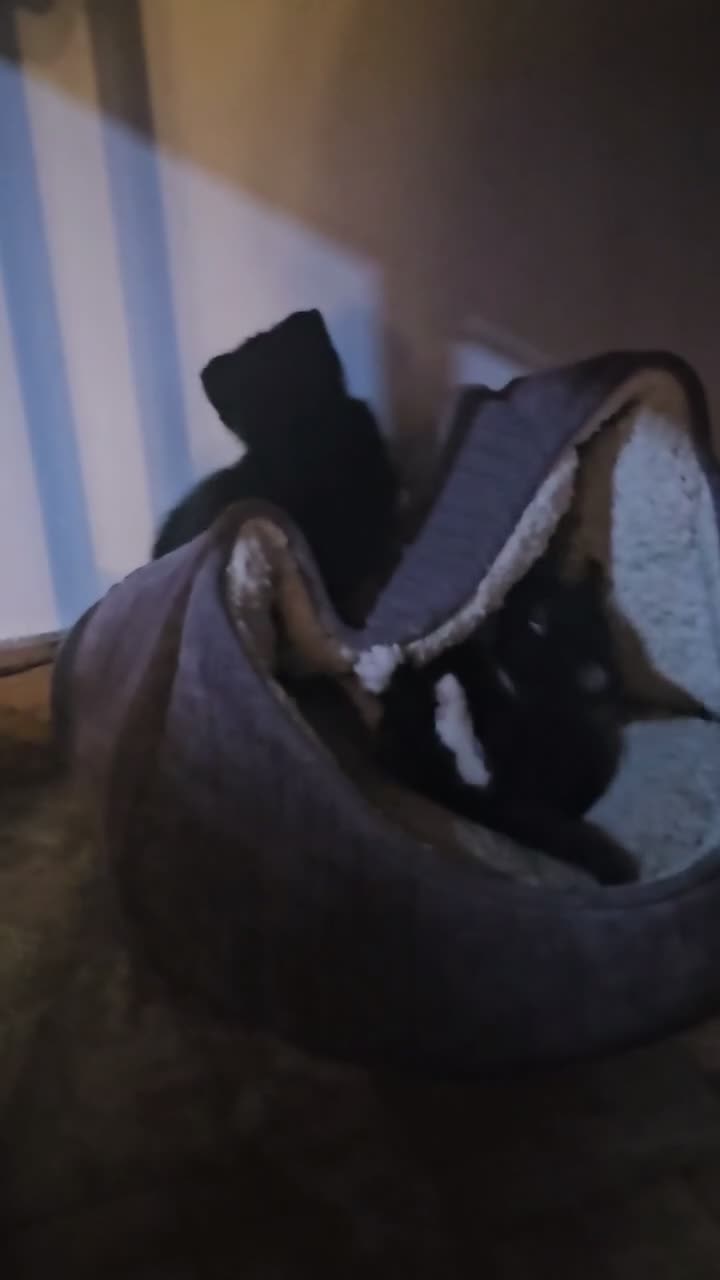 Mixed Breed cats for sale: Tuxedo Kittens🖤🤍🐾 - Video 4