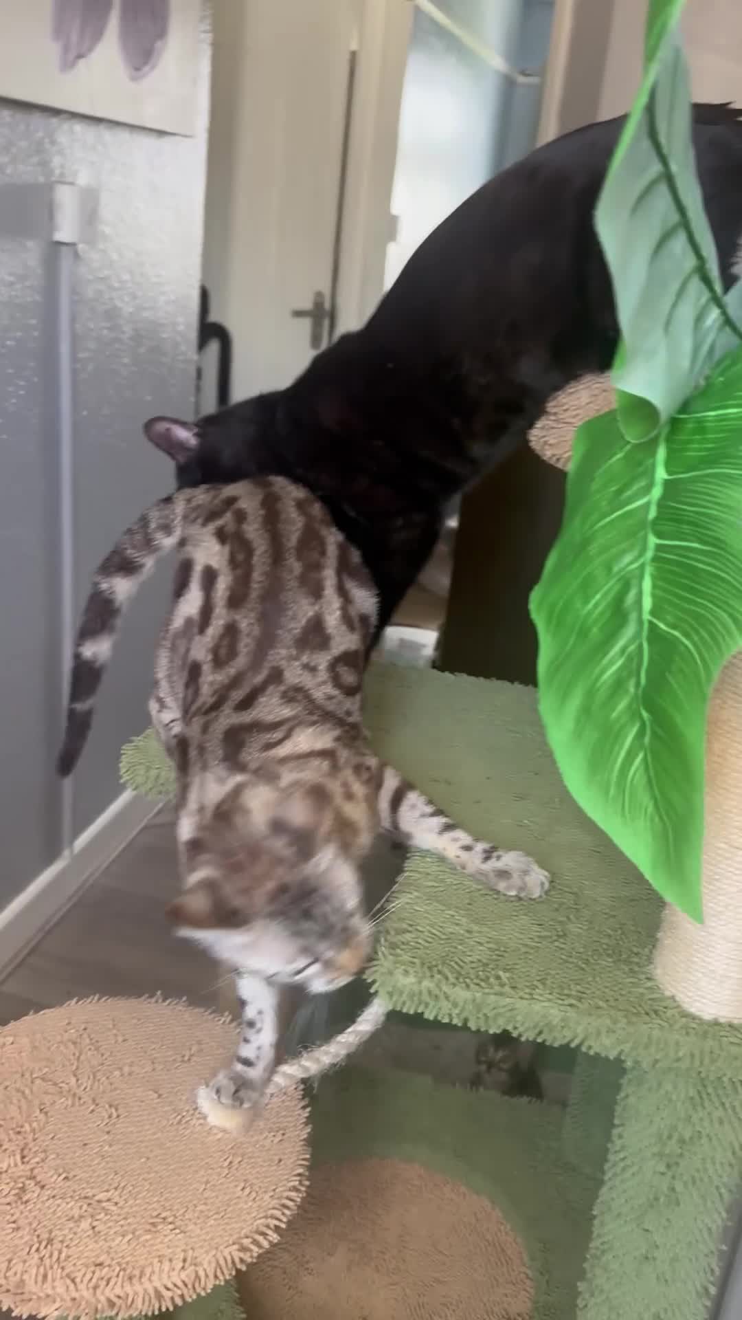 Bengal cats for sale: 9 weeks old bengal kitens - Video 2