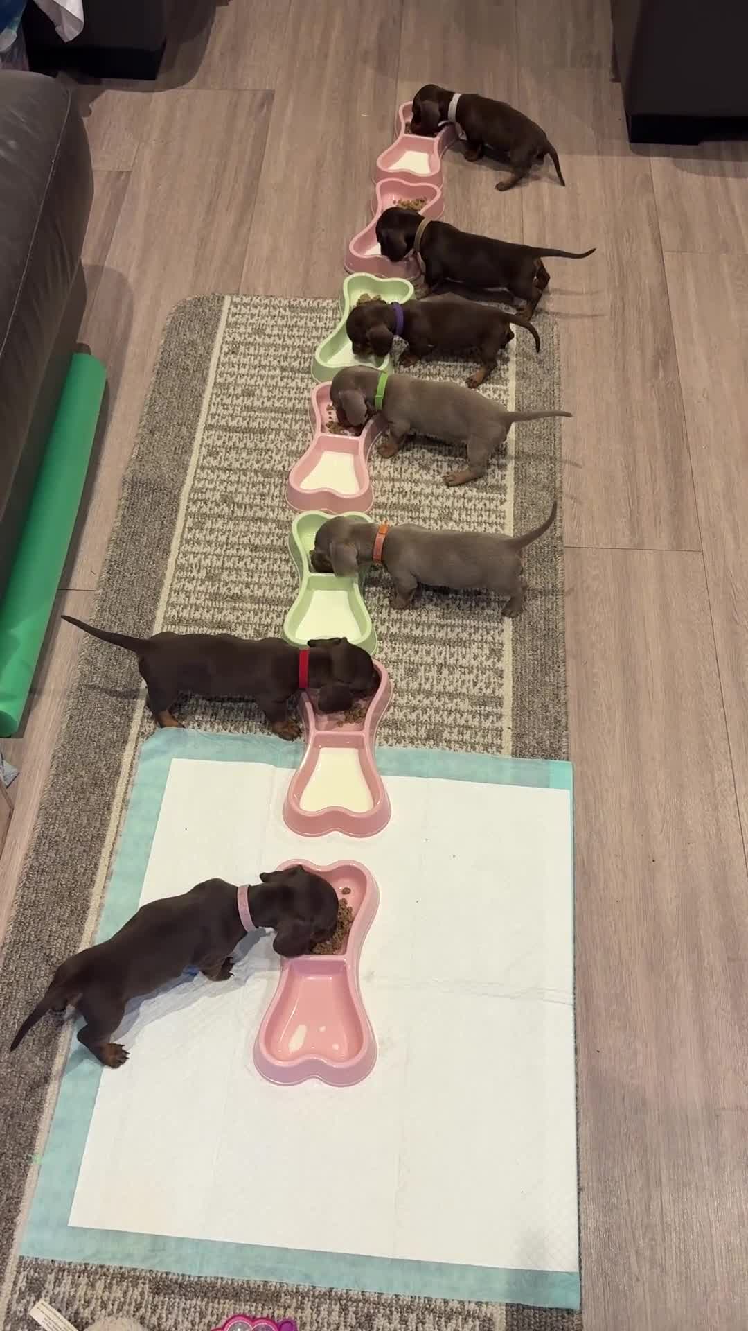 Dachshund dogs for sale: Miniature Dachshund Smooth Haired Dachshunds' - Video 5