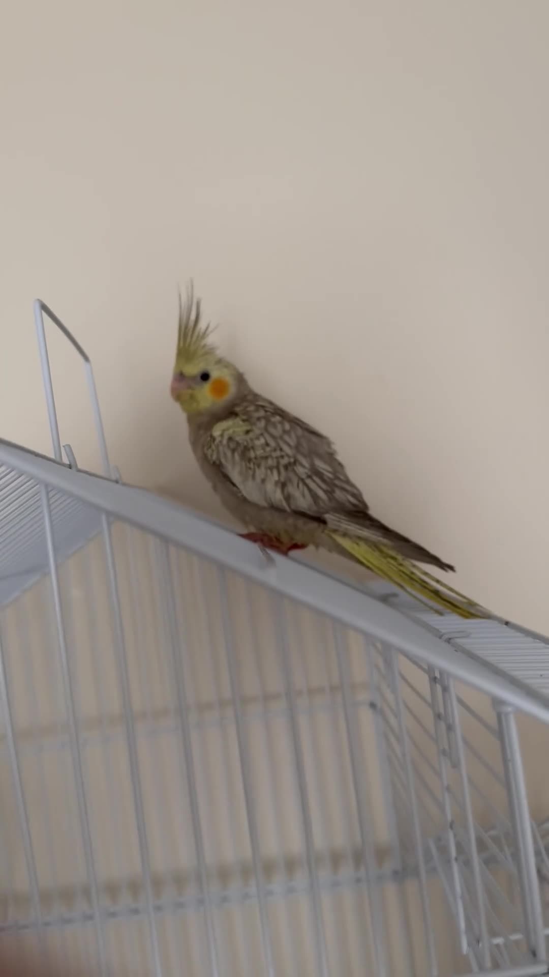 Cockatiels birds for sale: 2 female cockatiels DNA tested  - Video 1