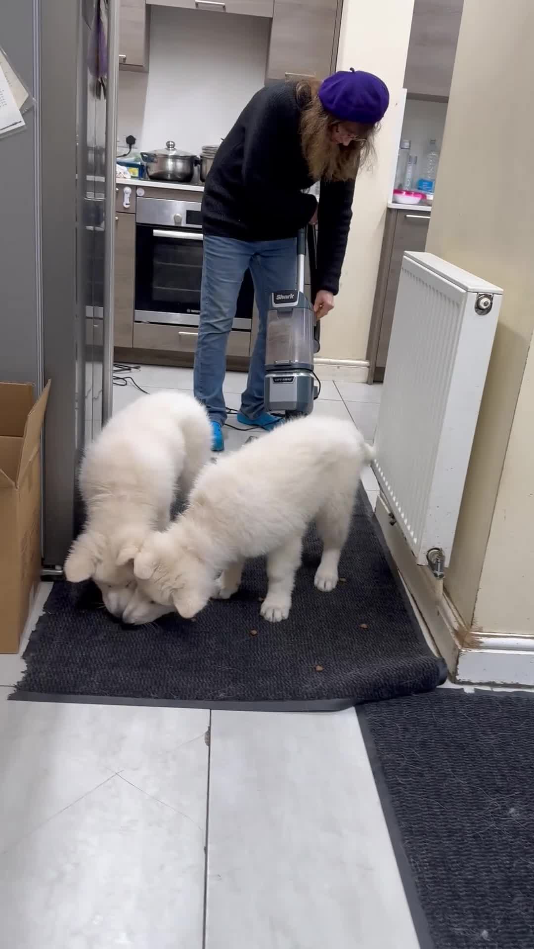 White Swiss Shepherd dogs for sale: Beautiful white Swiss shepherd  - Video 2