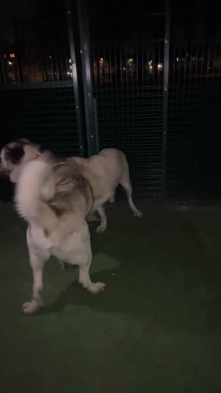 Turkish Kangal dogs for sale: Turkish Kangal puppies  - Video 3