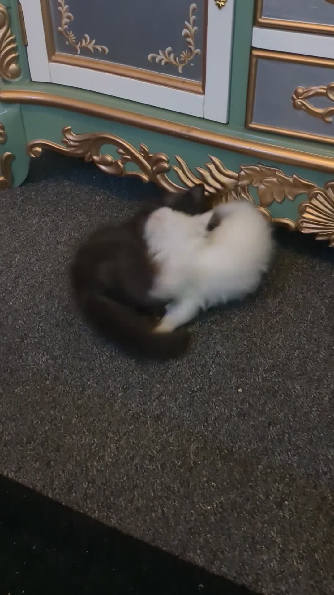 Ragdoll cats for sale: Very fluffy Ragdoll x  - Video 1