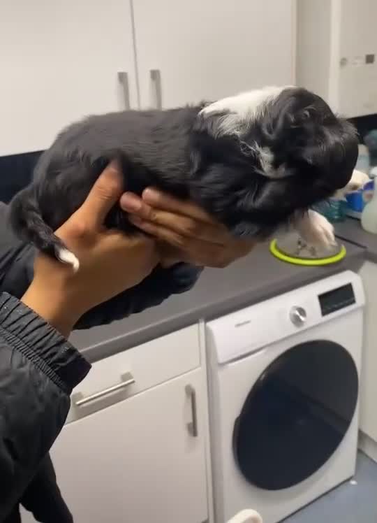 Mixed Breed dogs for sale: 1 last female looking for a forever home 🏠 💞 - Video 3