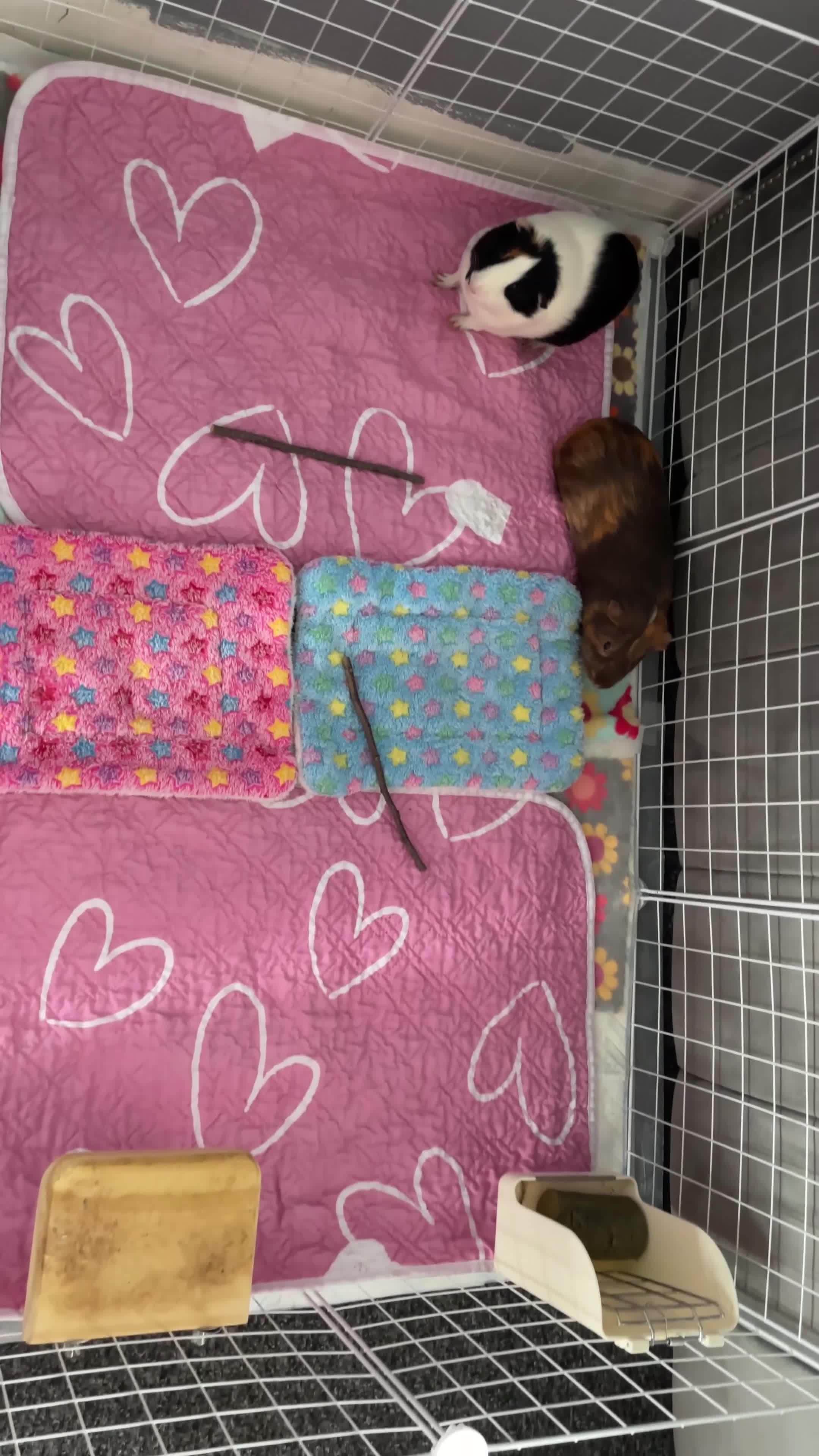Guinea Pig rodents for sale: Two guinea pig brothers for sale  in Newport - Video 1
