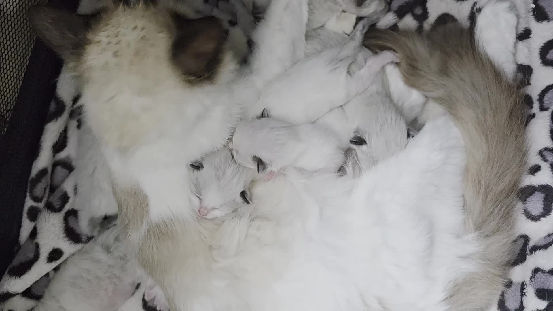 Ragdoll cats for sale: Ragdoll kittens😻🩵💜4 Girls and 1 Boy🙀 - Video 2