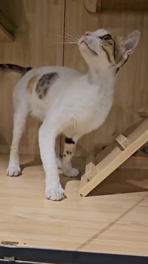 Mixed Breed cats for adoption: WE NEED AN EXPERIENCED THAT WANTS A REAL RESCUE - Video 1