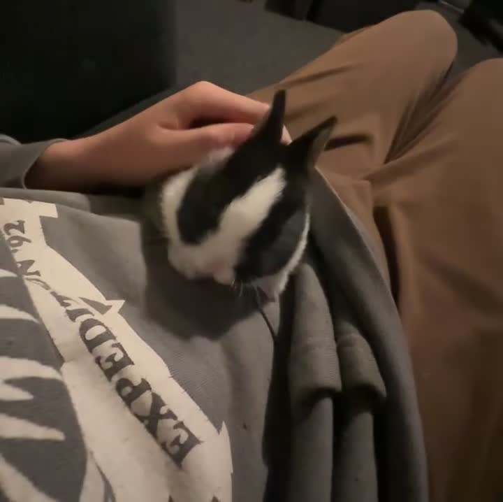 Netherland Dwarf rabbits for sale: 2 baby bunnies 🐰  - Video 4