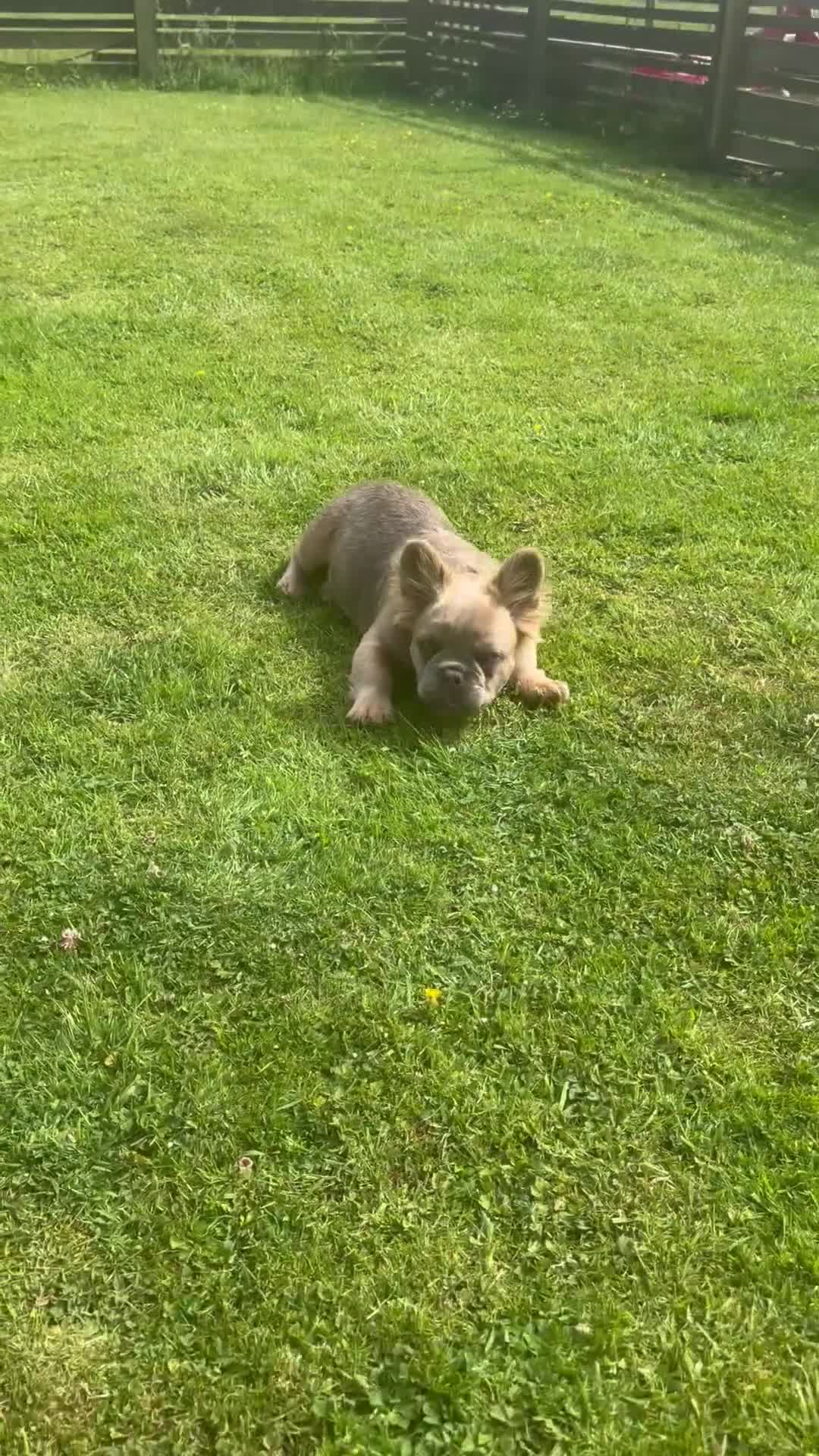 French Bulldog dogs for sale: 2 gorgeous French bulldog puppies *REDUCED* - Video 1