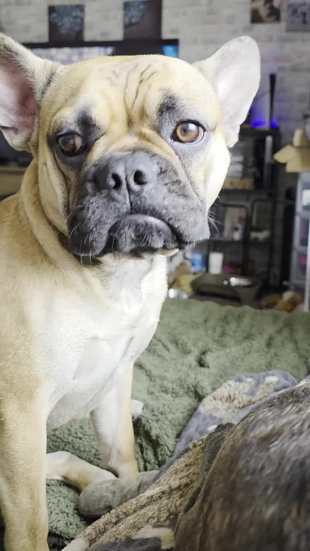Mixed Breed dogs for sale: Frenchie x Chihuahua (please read description) - Video 1