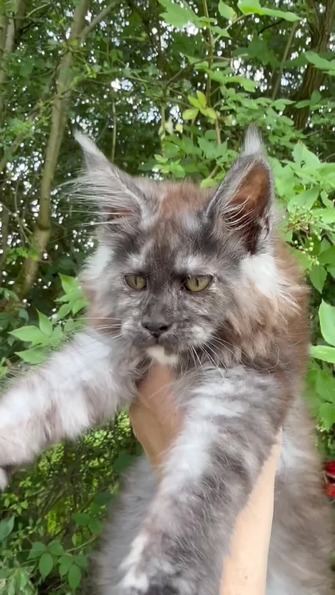 Maine Coon cats for sale: STUNNING BLACK SILVER TORTIE MAINE COON  - Video 3