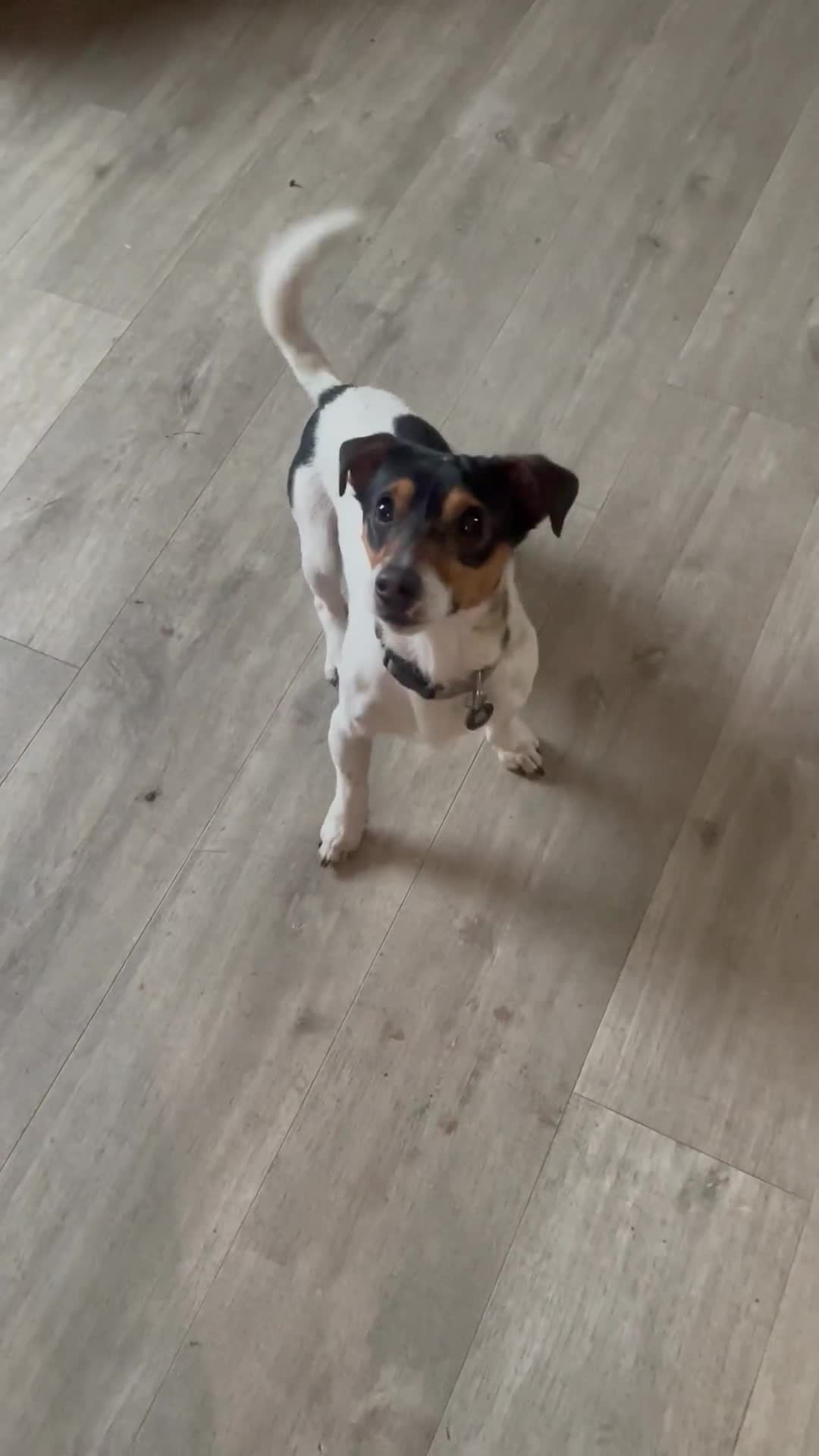 Jack Russell dogs for stud: Jack Russell for stud in Ellon - Video 1