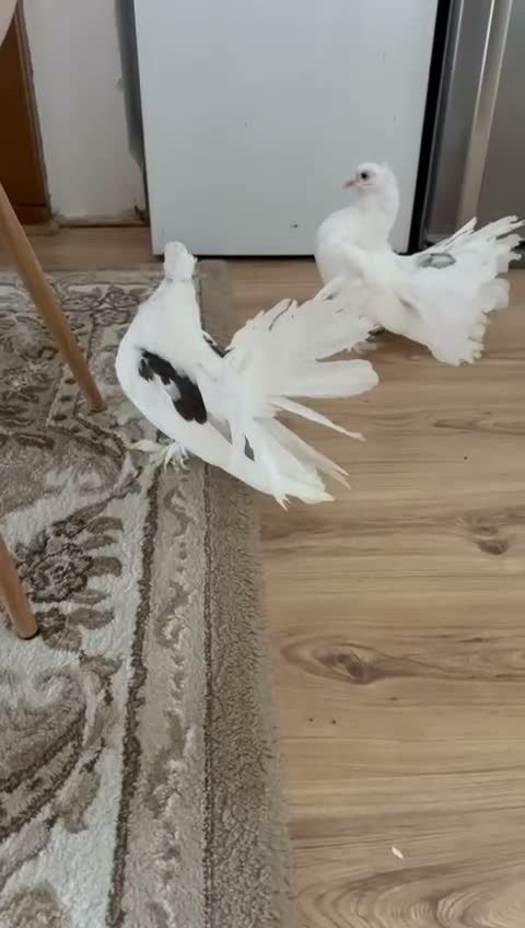 Pigeons birds for sale: Beautiful pair of Indian Fantail pigeons  in Hounslow - Video 3