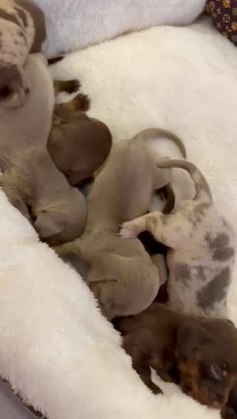 Miniature Dachshund dogs for sale: Miniature Dachshunds  - Video 1