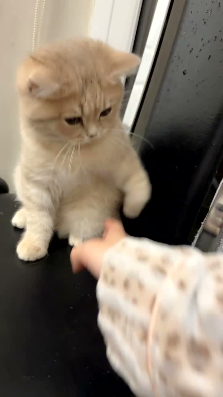 British Shorthair cats for sale: 1 BEAUTIFUL BRITISH SHORTHAIR LEFT - Video 1