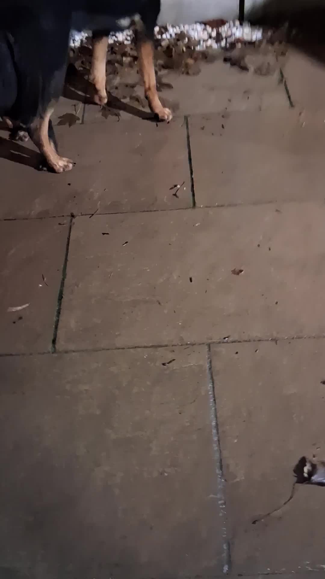 German Shepherd dogs for stud: For stud duties only - Video 1