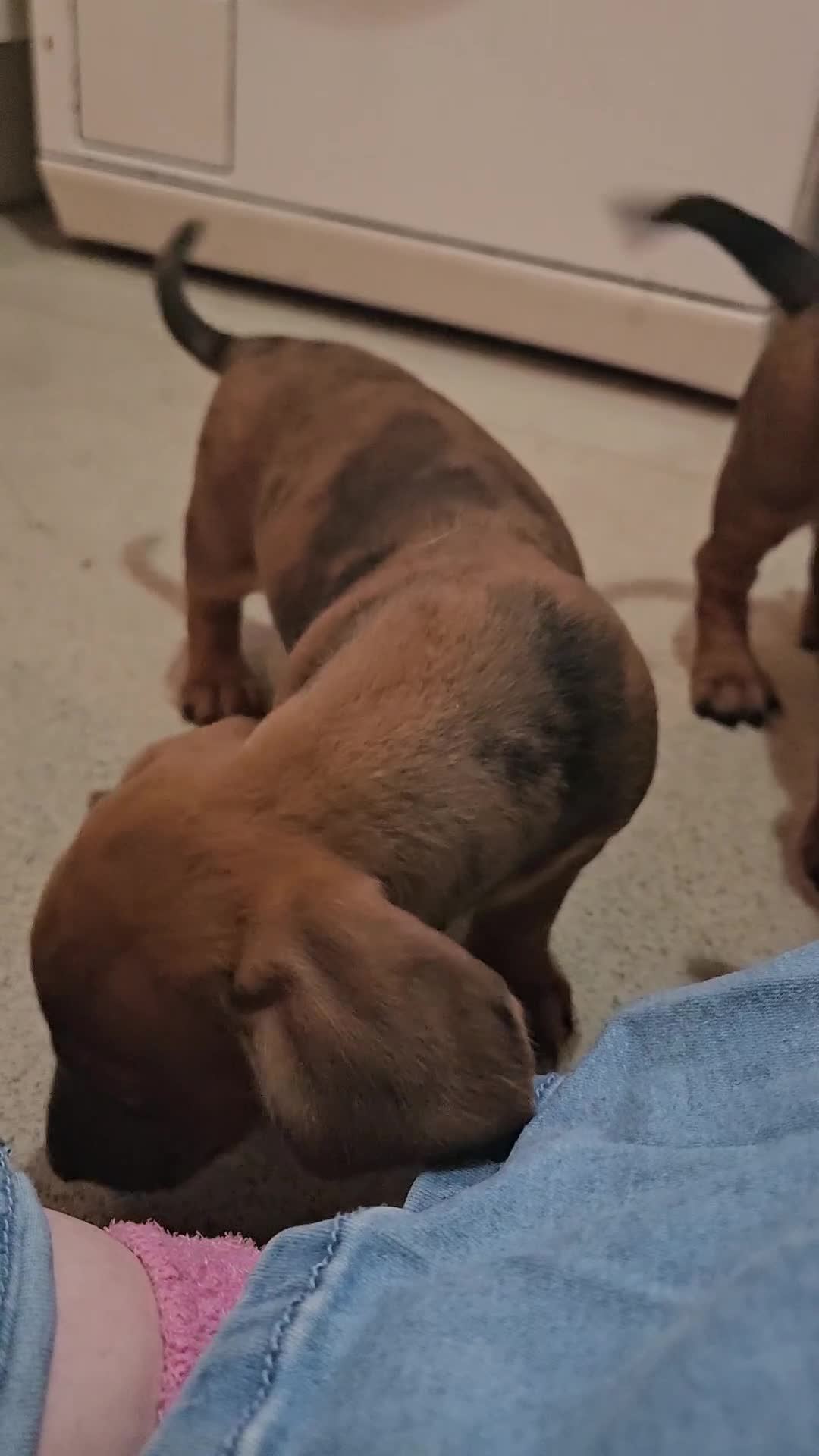 Dachshund dogs for sale: Dachshund puppies for sale  - Video 1