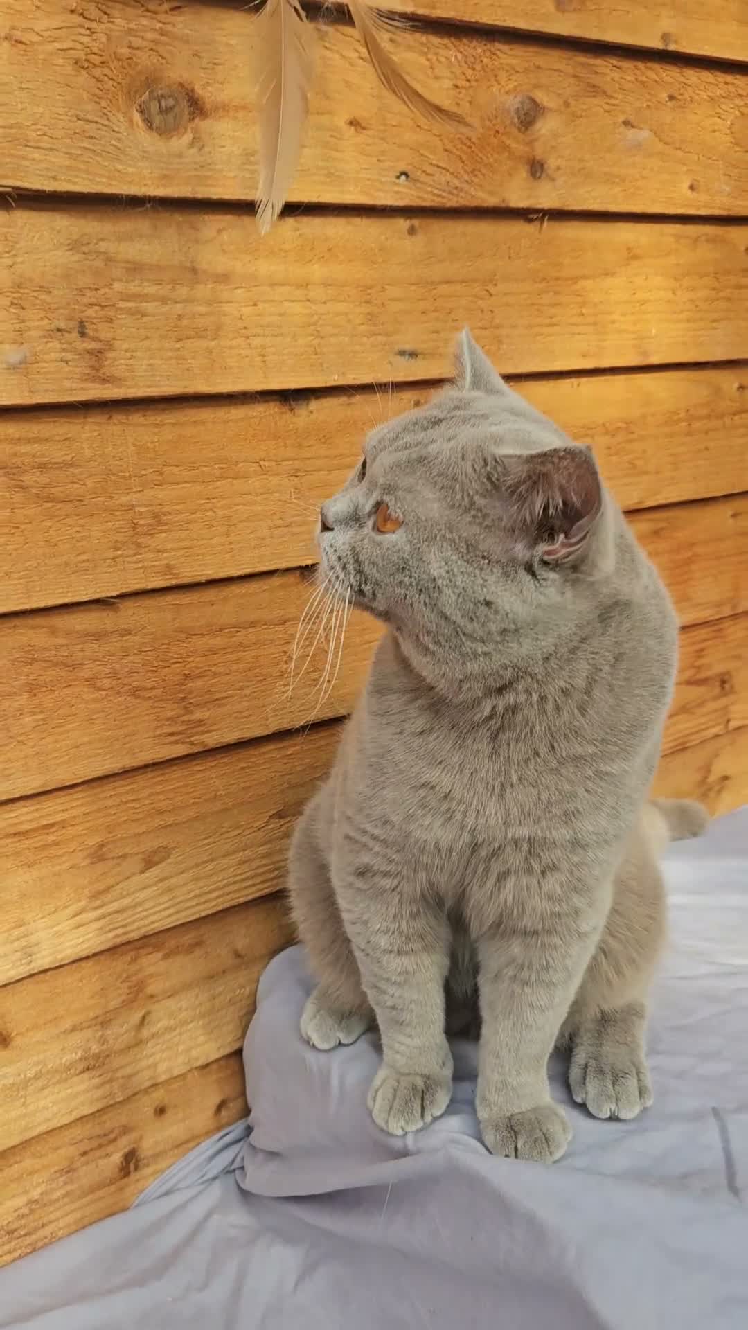 British Shorthair cats for sale: Gccf Lilac Male 12 mths old - Video 1