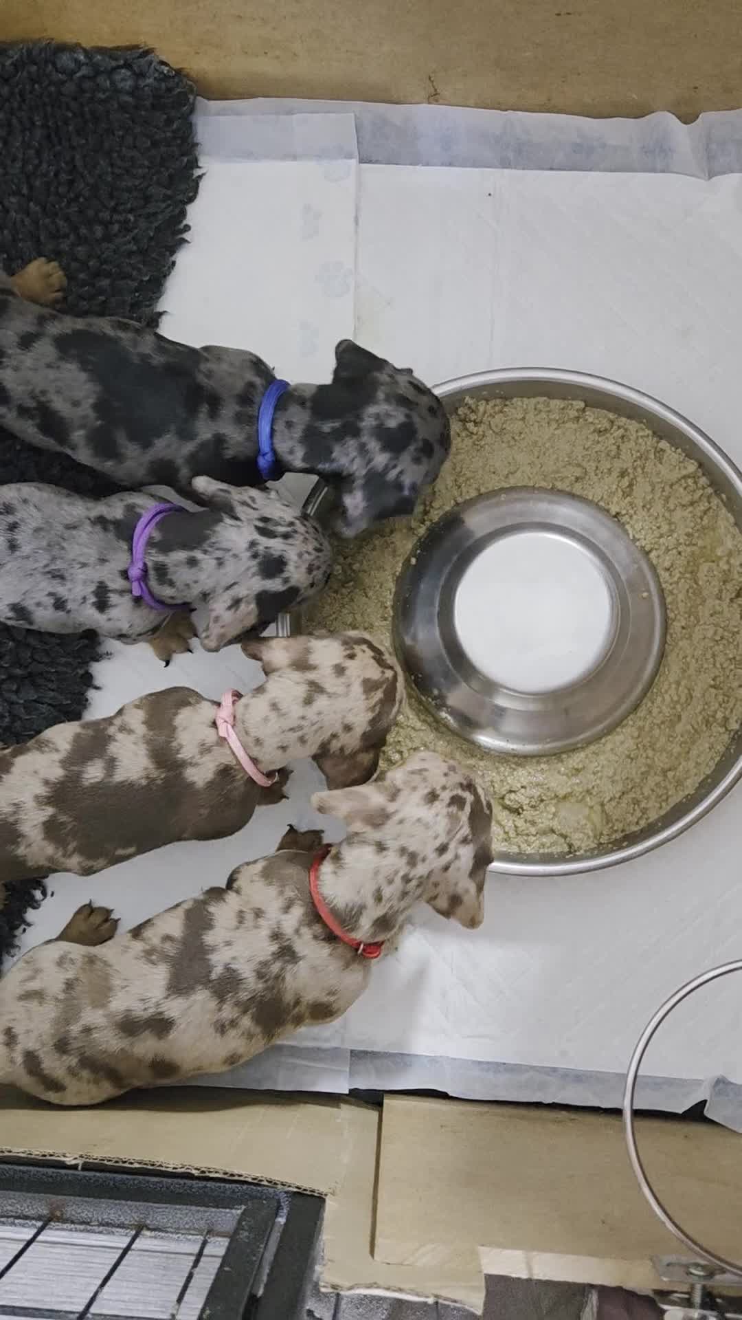 Miniature Dachshund dogs for sale: KC Registered shorthaired minature Daschunds pups - Video 1