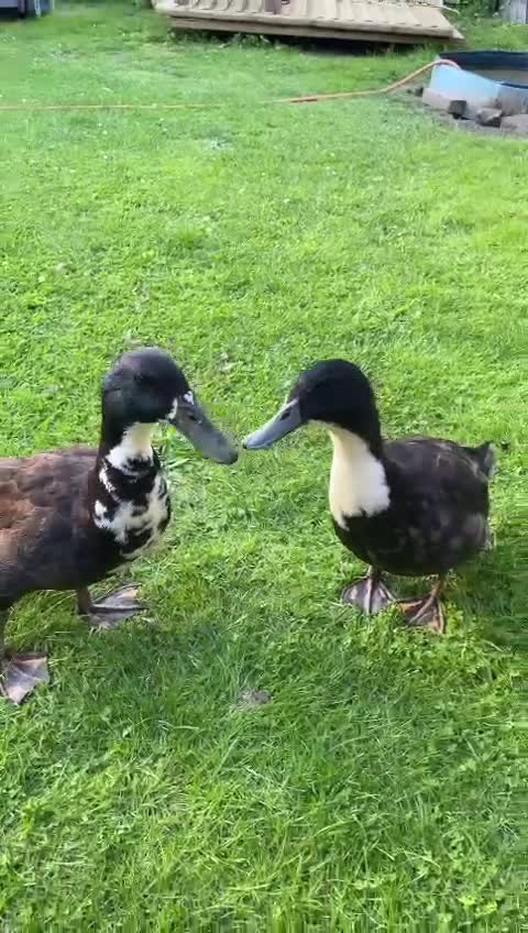 Ducks poultry for sale: Swedish Ducks in Luton - Video 1