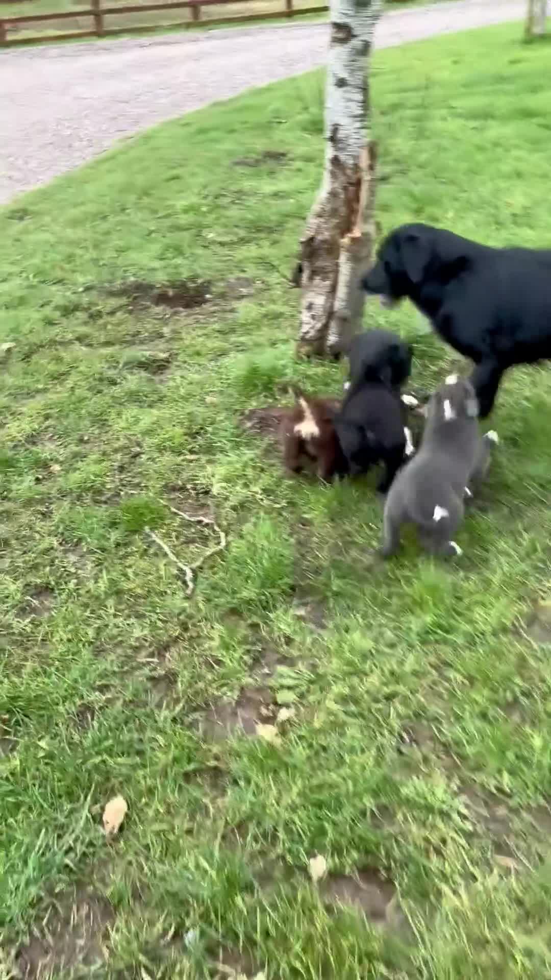 Borador dogs for sale: Beautiful Borador puppies for sale  - Video 5