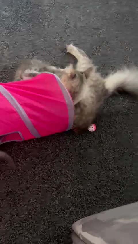 Maine Coon cats for sale: Pedigree main coon kittens  in Halifax - Video 3