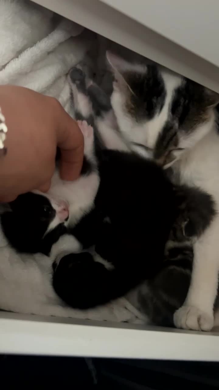 Mixed Breed cats for sale: beautiful kittens ready for adoption  - Video 1