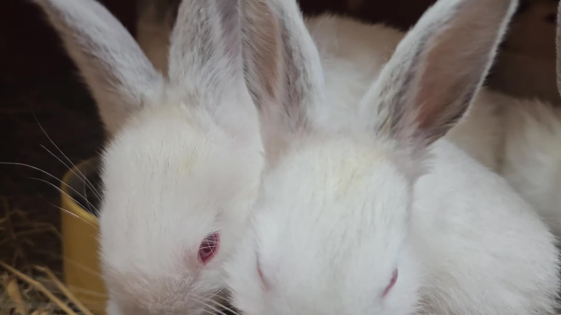 New Zealand rabbits for sale: New Zealand × Cali, Pure Cali & Rex Cross Rabbits - Video 2