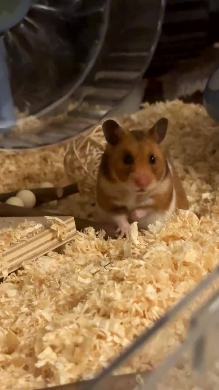 Hamster rodents for sale: Honey (Syrian Hamster) and Toto (Syrian Hamster) - Video 2