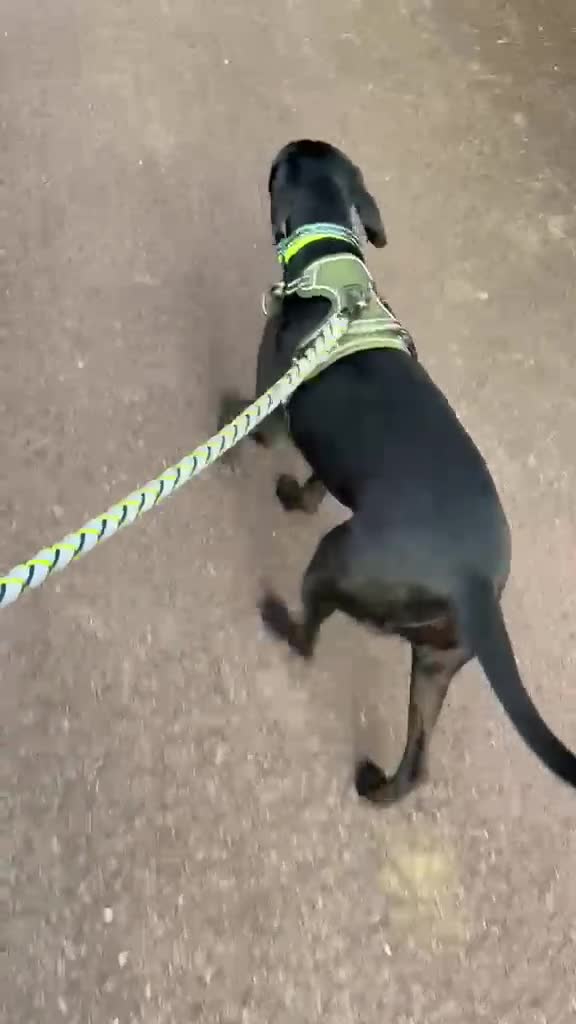 Mixed Breed dogs for adoption: Flora  ❤️  in Milton Keynes - Video 2