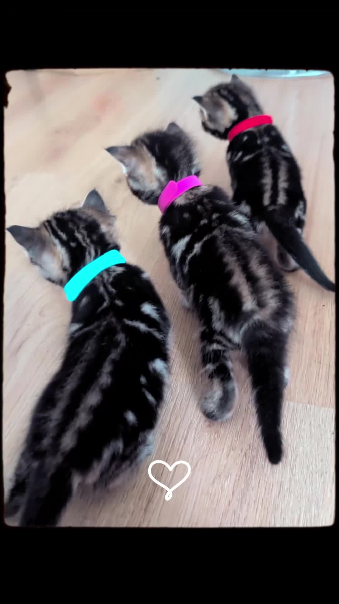 Mixed Breed cats for sale: Mixed Maine Coon Kittens  - Video 1