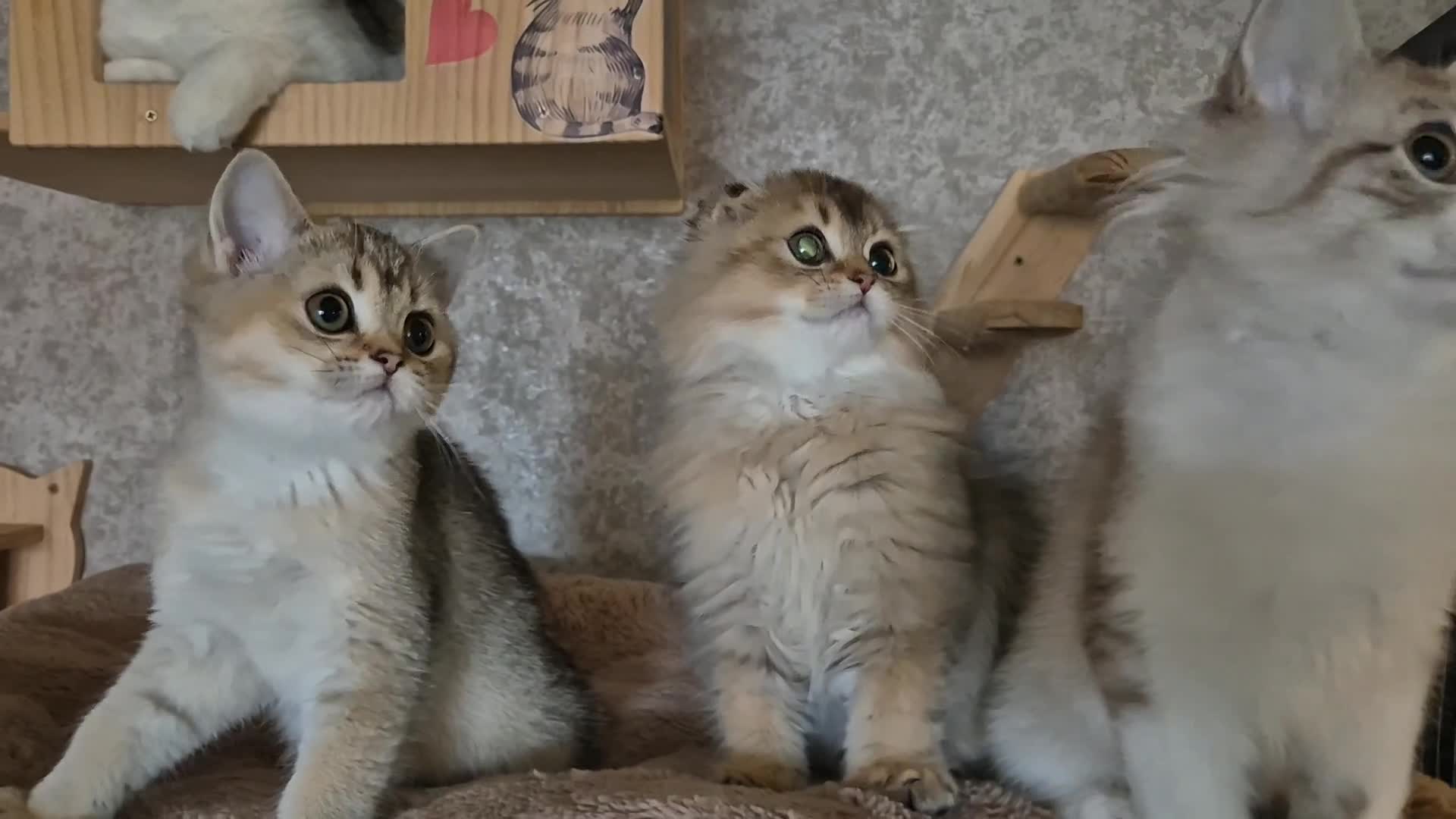 Scottish Fold cats for sale: 2 Scottish Fold available   - Video 1