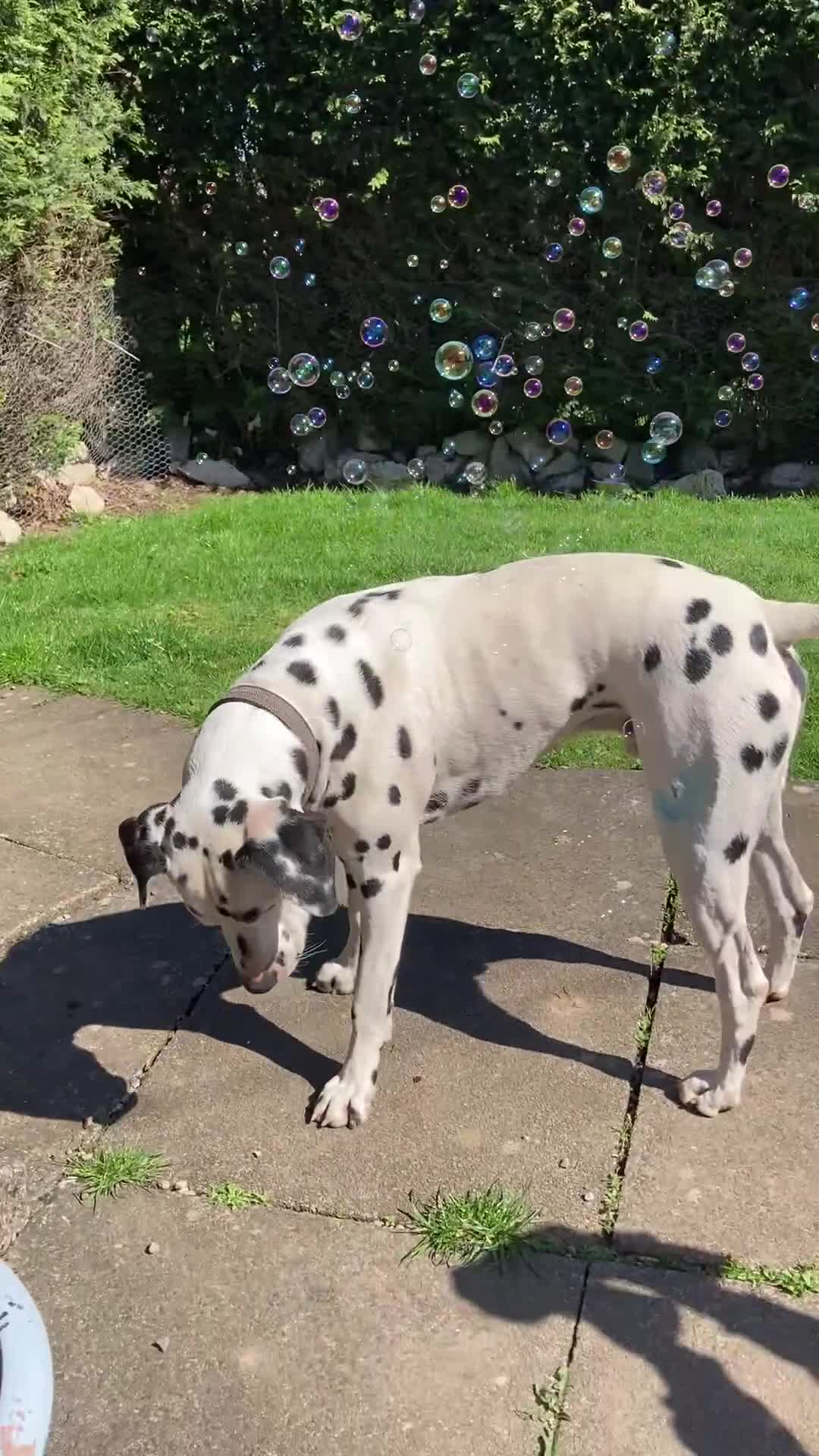 Dalmatian dogs for stud: *PROVEN* KC reg black spotted handsome William +/+ in Birmingham - Video 2