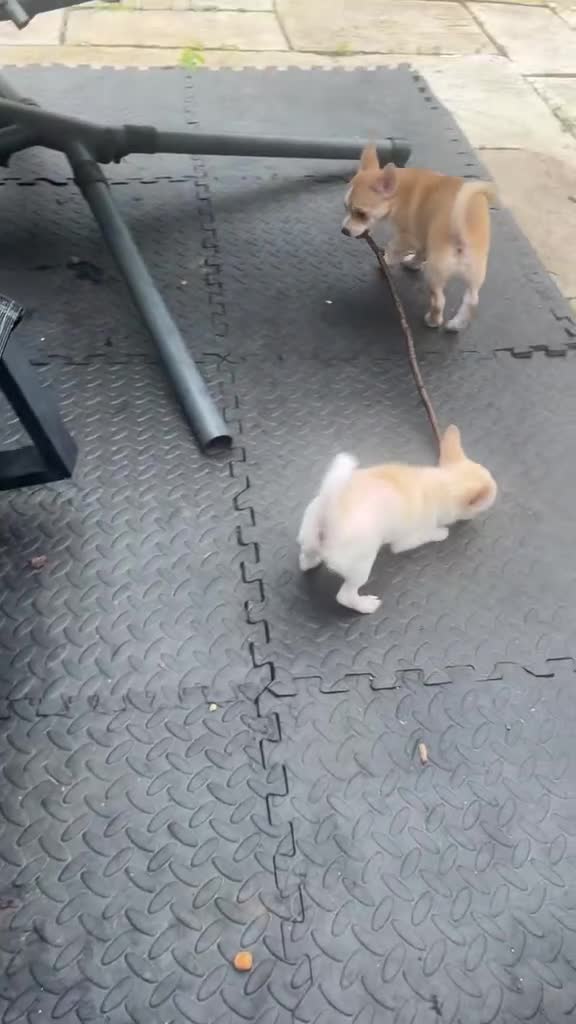 Chihuahua dogs for sale: 3 small chihuahua puppies  - Video 3