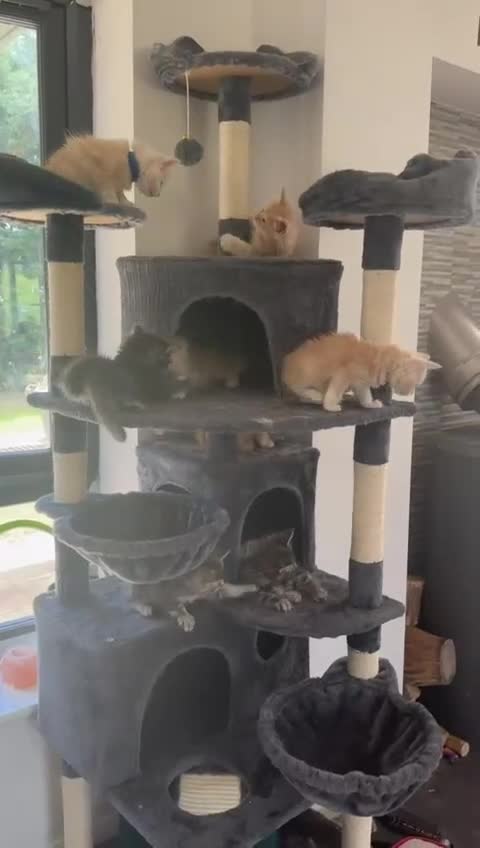 Maine Coon cats for sale: Full pedigree Maine Coon Kittens - Video 1