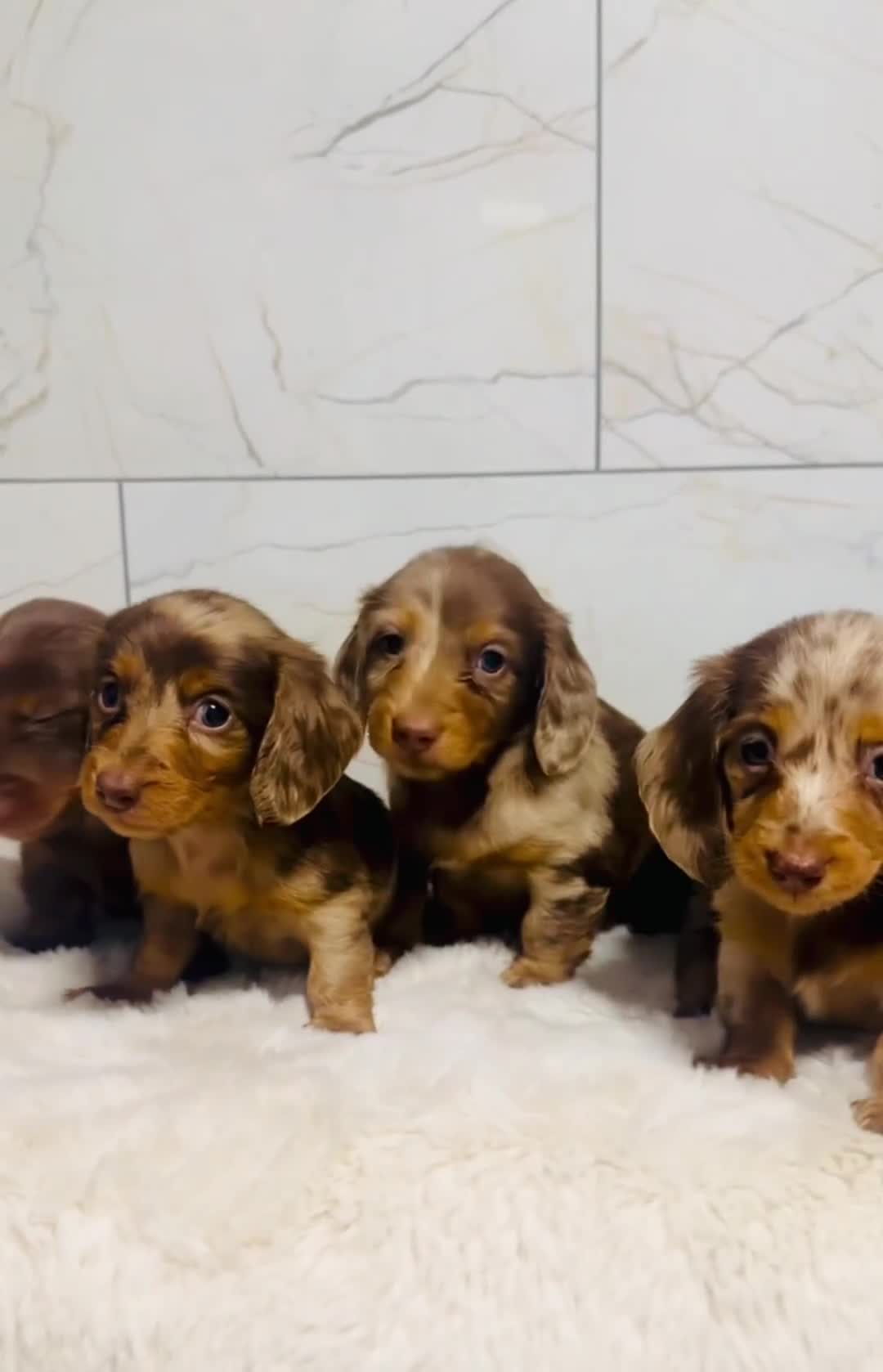 Miniature Dachshund dogs for sale: Long haired dachshund  - Video 1