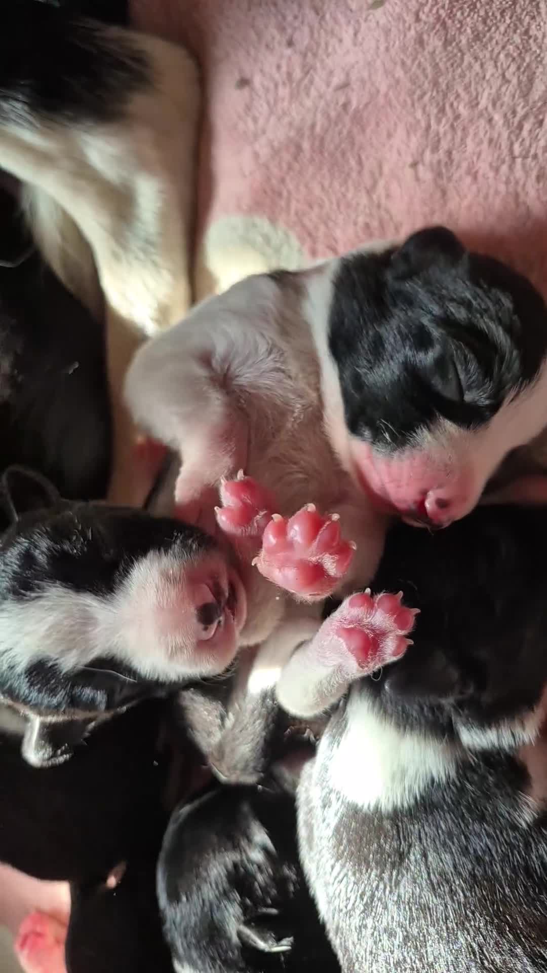 Border Collie dogs for sale: Border Collie Pups - Video 1