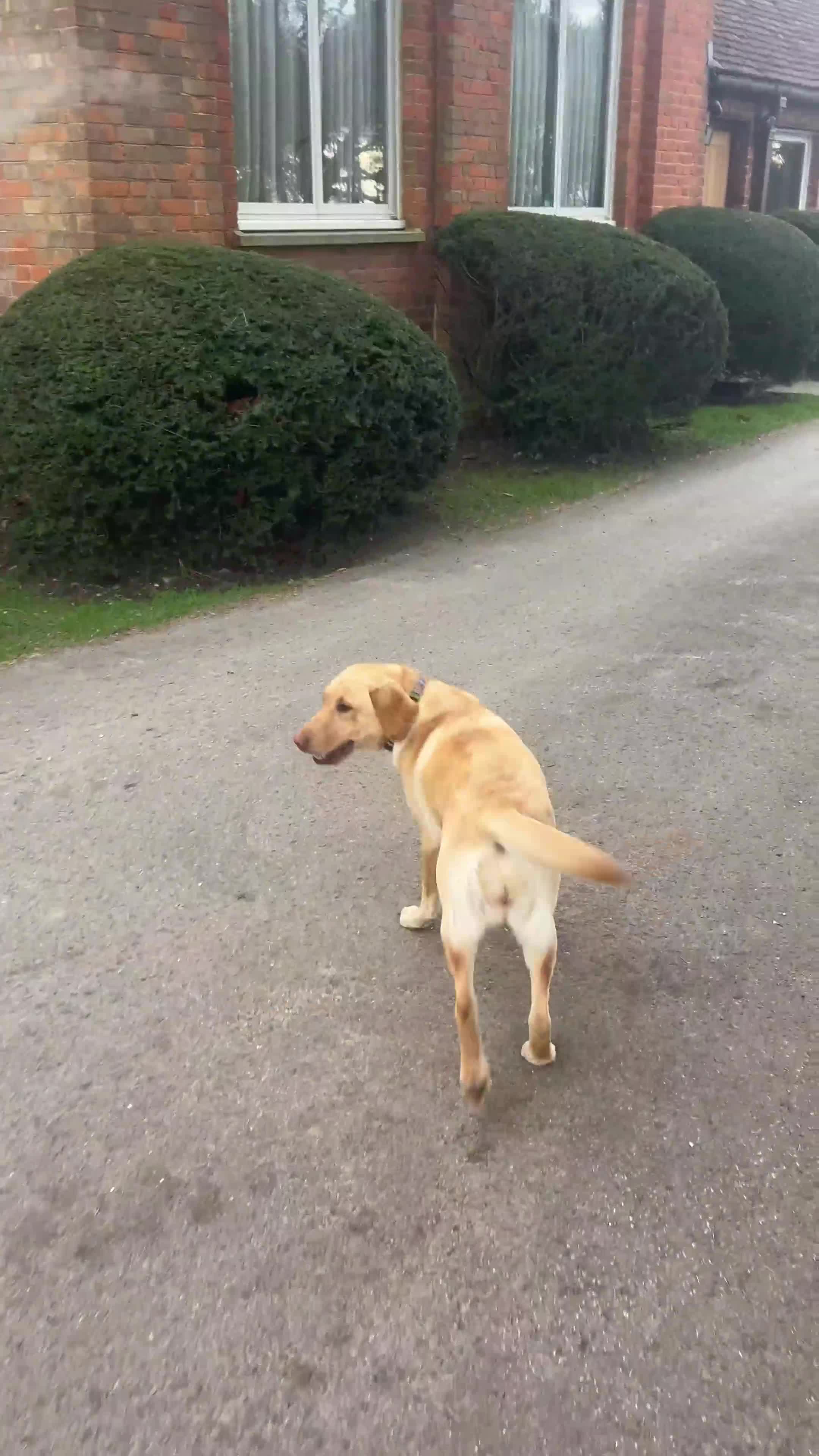 Labrador Retriever dogs for sale: Labrador  - Video 1