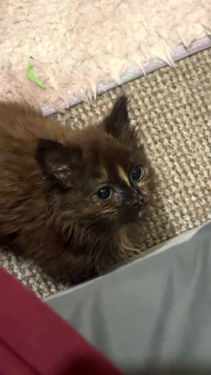 Mixed Breed cats for sale: Adorable Female Kitten – Loving Home Wanted - Video 2