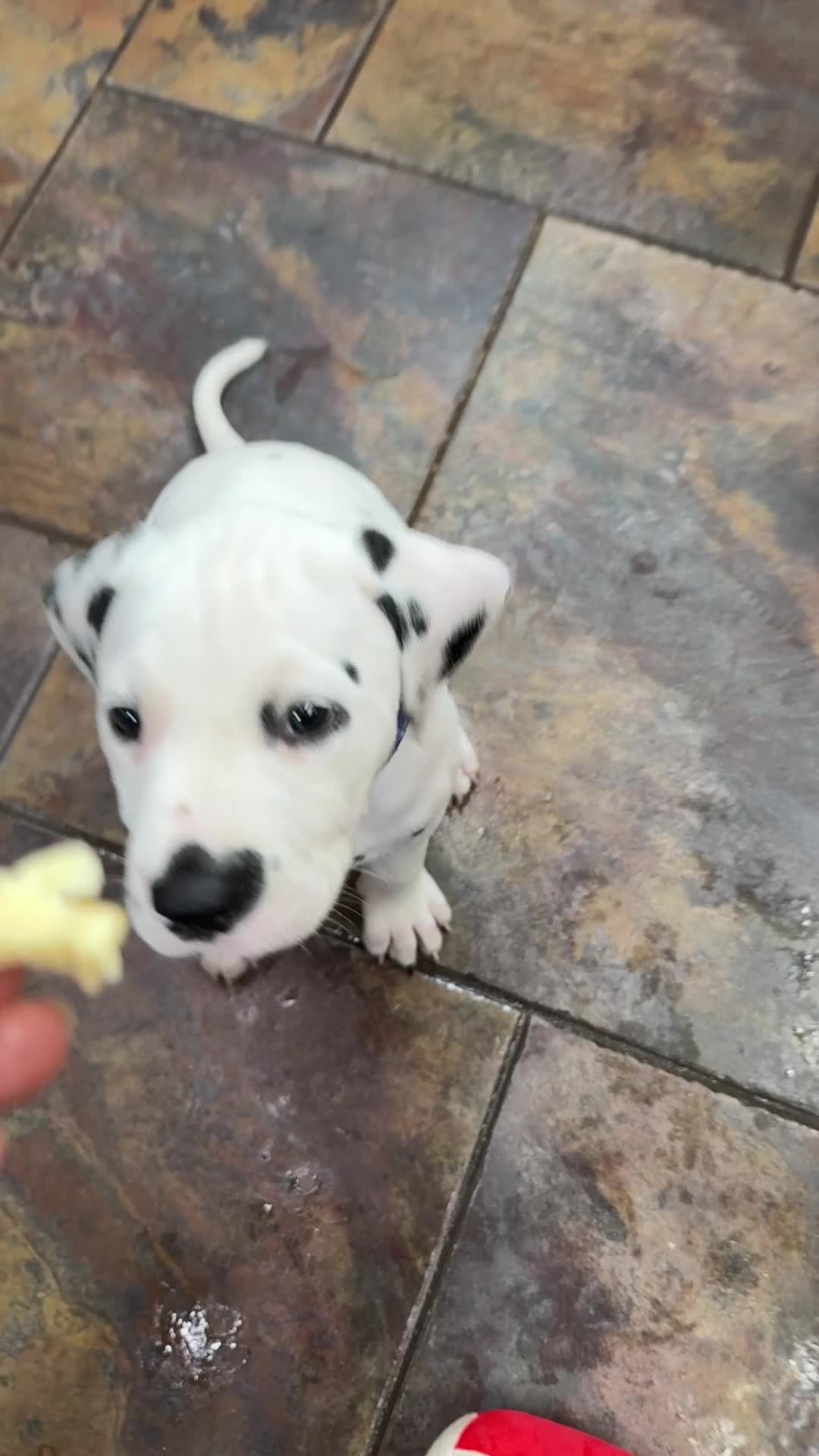Dalmatian dogs for sale: Pedigree KC Registered Puppies - Video 1
