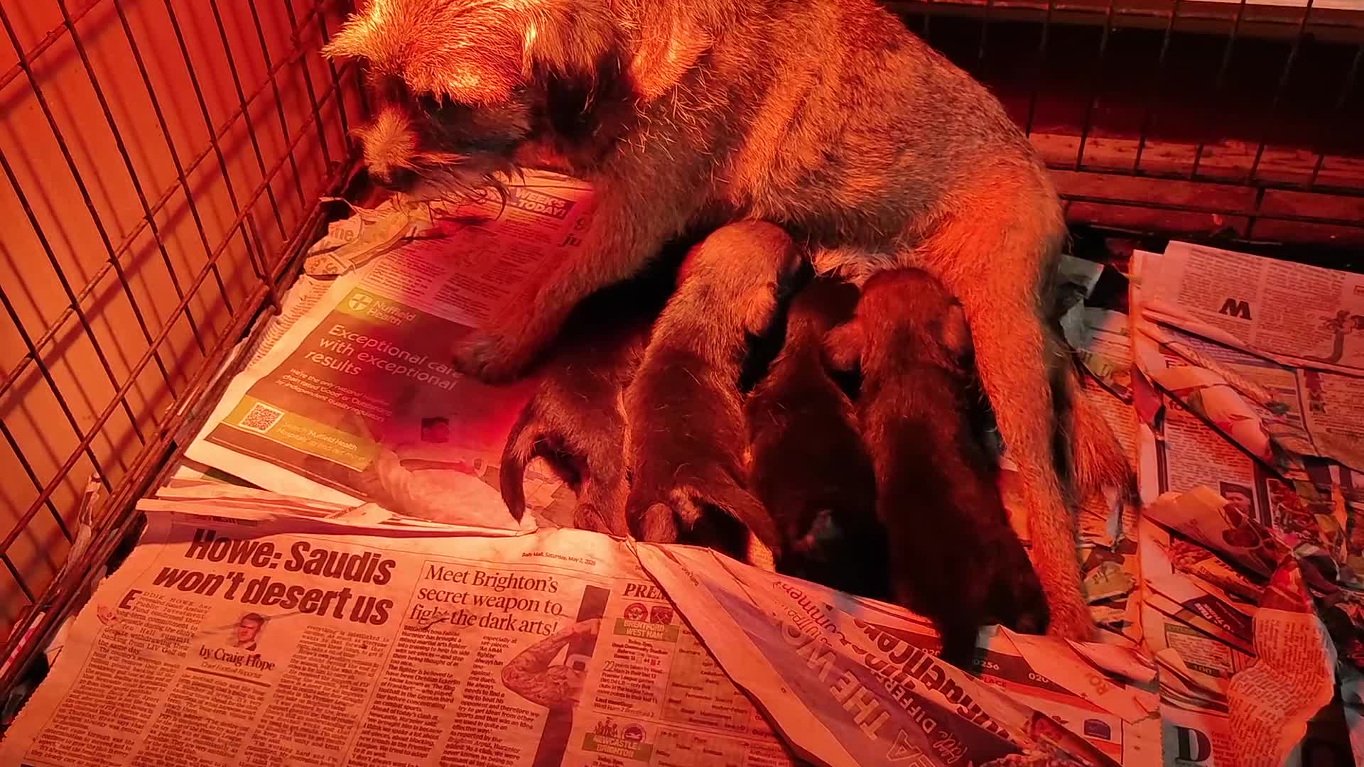 Border Terrier dogs for sale: Border terrier pups - Video 2