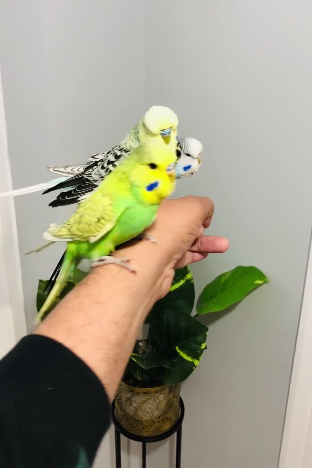 Budgerigars birds for sale: Beautiful Baby Budgies for sale. - Video 1